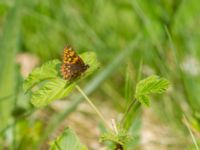 Hamearis lucina female Tveta reningsverk, Mörbylånga, Öland, Sweden 20170525_0418