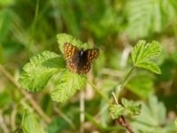 Hamearis lucina female Tveta reningsverk, Mörbylånga, Öland, Sweden 20170525_0422