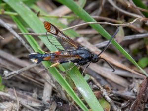 Synanthedon formicaeformis - Red-tipped Clearwing - Myrlik glasvinge