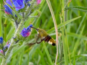 Hemaris fuciformis - Broad-bordered Bee Hawk-moth - Humledagsvärmare