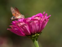 Macroglossum stellatarum Botanical garden, Yalta, Crimea, Russia 20150916_0081