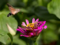 Macroglossum stellatarum Botanical garden, Yalta, Crimea, Russia 20150916_0083