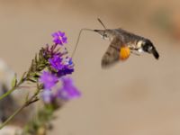 Macroglossum stellatarum Olinovki, Crimea, Russia 20150911_0560