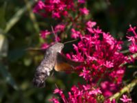 Macroglossum stellatarum Olinovki, Crimea, Russia 20150911_0581