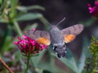 Macroglossum stellatarum Olinovki, Crimea, Russia 20150911_0590