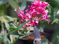 Macroglossum stellatarum Olinovki, Crimea, Russia 20150911_0594