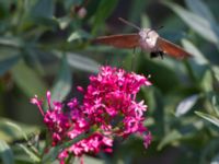 Macroglossum stellatarum Olinovki, Crimea, Russia 20150911_0596