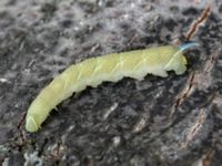 Mimas tiliae Potatisåkern, Malmö, Skåne, Sweden 20160803_0013