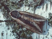 Sphinx ligustri Hälleberg, Vinberg, Falkenberg 19800622 (33)