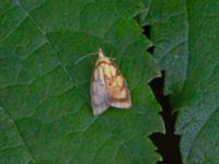 Acleris bergmanniana Banvallen brygga 5, Ribersborg, Malmö, Skåne, Sweden 20240615_0040