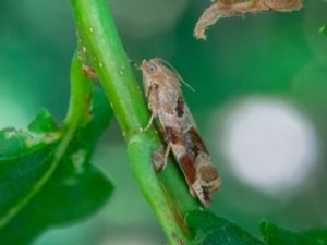 Archips xylosteana - Variegated Golden Tortrix - Trysommarvecklare