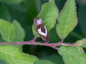 Epiblema foenella - White-foot Bell - Gråbostjälkvecklare