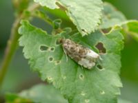 Hedya ochroleucana Måryd fd fälad, Lund, Skåne, Sweden 20180624B_0106