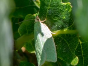 Tortrix viridana - European Oak Leafroller - Ekvecklare