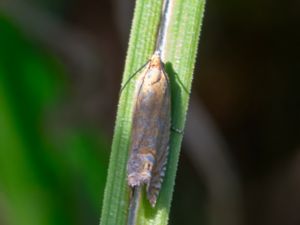 Lathronympha strigana - Slender Rufous Tortrix - Johannesörtsvecklare