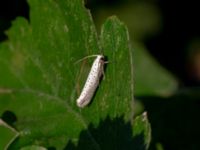 Yponomeuta evonymellus Ribersborg, Malmö, Skåne, Sweden 20180627_0021