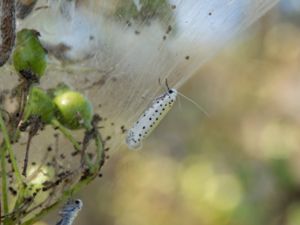 Yponomeuta padellus - Orchard Ermine - Slånspinnmal