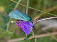 Adscita statices Gyetorpskärret, Kristianstad, Skåne, Sweden 20160628_0195