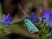 Adscita statices Vombs västra vattenverksdammar, Lund, Skåne, Sweden 20120713B 138