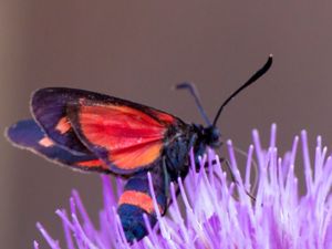 Zygaena dorycnii