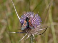 Zygaena filipendulae Lindängelunds rekreationsområde, Malmö, Skåne, Sweden 20200807_0020