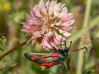 Zygaena filipendulae Lindängelunds rekreationsområde, Malmö, Skåne, Sweden 20220628_0047