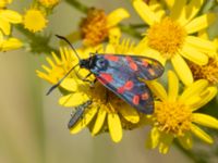 Zygaena filipendulae et Oedemera virescens Södra stigen, Toarp, Malmö, Skåne, Sweden 20240708_0192