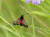 Zygaena lonicerae Lyngsjön, Kristianstad, Skåne, Sweden 20170719_0075