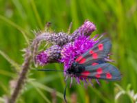 Zygaena lonicerae Lyngsjön, Kristianstad, Skåne, Sweden 20170719_0167