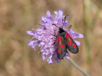 Zygaena lonicerae Sigridslund, Kristianstad, Skåne, Sweden 20160628_0048