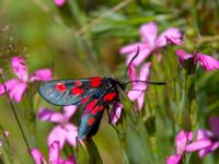 Zygaena lonicerae Vombs västra vattenverksdammar, Lund, Skåne, Sweden 20120713B 097