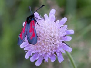 Zygaena minos - Klubbsprötad bastardsvärmare