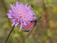 Zygaena minos Everöds motorcrossbana, Kristianstad, Skåne, Sweden 20140717_0240