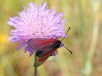 Zygaena minos Everöds motorcrossbana, Kristianstad, Skåne, Sweden 20140717_0241