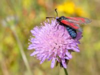 Zygaena minos Everöds motorcrossbana, Kristianstad, Skåne, Sweden 20140717_0249