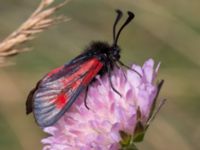 Zygaena minos Everöds motorcrossbana, Kristianstad, Skåne, Sweden 20140717_0265