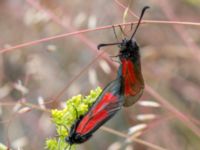 Zygaena minos Snörum, Västervik, Småland, Sweden 20150712_0561