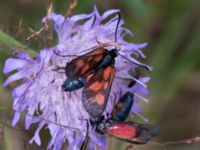 Zygaena viciae Dammarp Möllarp, Hässleholm, Skåne, Sweden 20140720_0223