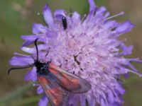 Zygaena viciae Dammarp Möllarp, Hässleholm, Skåne, Sweden 20140720_0231