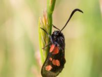 Zygaena viciae Everöds gamla banvall, Kristianstad, Skåne, Sweden 20130713-309