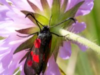 Zygaena viciae Everöds gamla banvall, Kristianstad, Skåne, Sweden 20130713-349