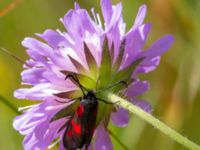 Zygaena viciae Everöds gamla banvall, Kristianstad, Skåne, Sweden 20130713B-184