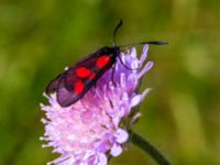 Zygaena viciae Everöds gamla banvall, Kristianstad, Skåne, Sweden 20130713B-355