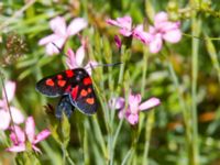 Zygaena viciae Vombs västra vattenverksdammar, Lund, Skåne, Sweden 20120713 100