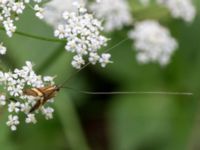 Nemophora degeerella Gyetorpskärret, Kristianstad, Skåne, Sweden 20160628_0205