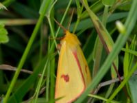 Diacrisia sannio Gyetorpskärret, Kristianstad, Skåne, Sweden 20170610_0138