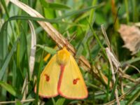 Diacrisia sannio Gyetorpskärret, Kristianstad, Skåne, Sweden 20170610_0145