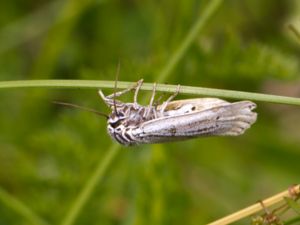 Spiris striata - Feathered Footman - Streckhedspinnare