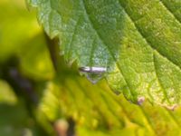 Argyresthia pruniella Banvallen Blå kiosken, Ribersborg, Malmö, Skåne, Sweden 20230714_0041