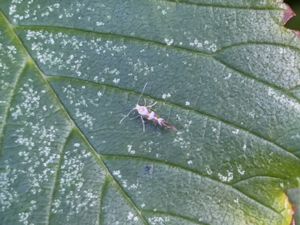 Argyresthia brockeella - Björkhängemal